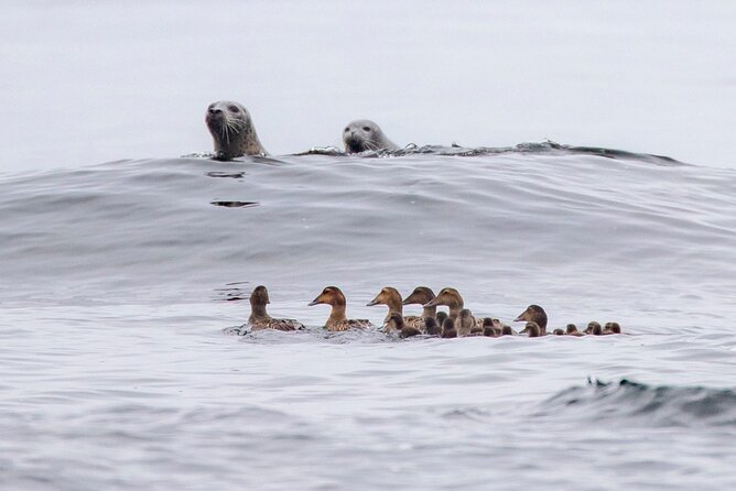 Zodiac Coastal Tour with Naturalist Guide: Lunenburg - Sunset outings and the best light
