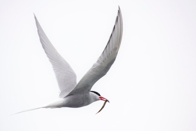 Zodiac Coastal Tour with Naturalist Guide: Lunenburg - Is $104.39 a fair price?